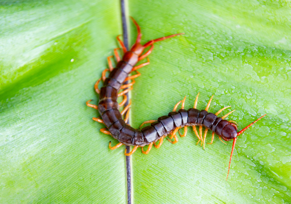 Centipedes