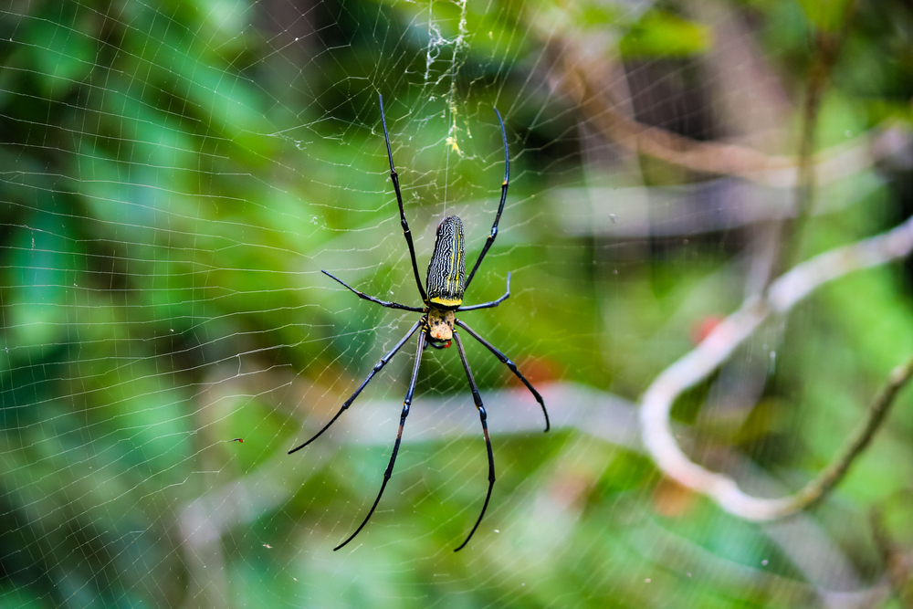Latrodectus katipo