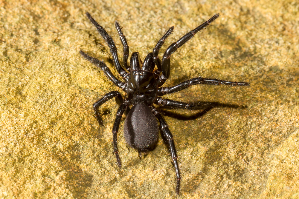 Sydney-Trichternetzspinne