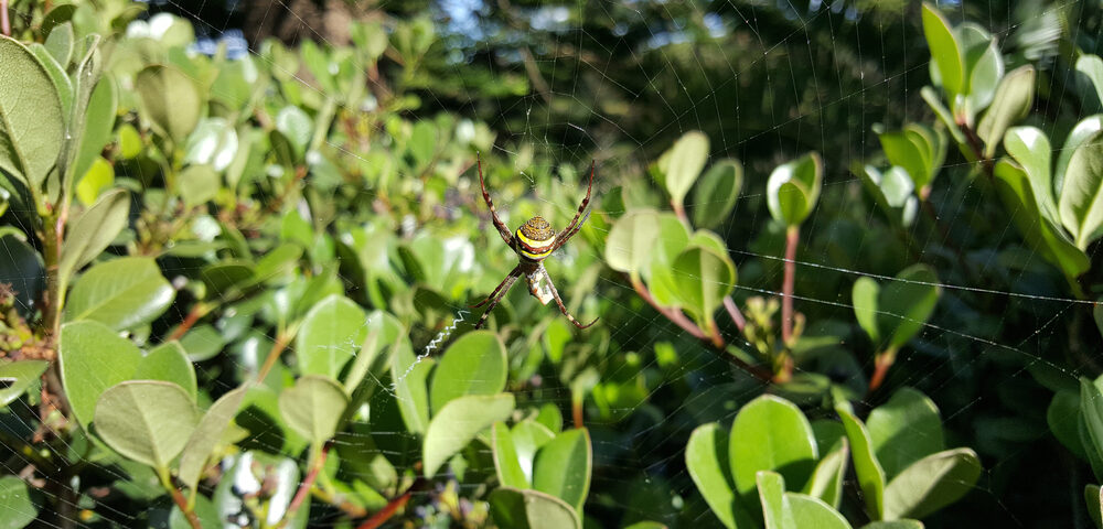 spinne im australischen outback