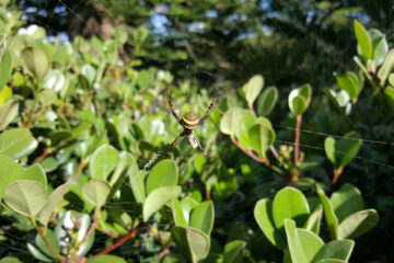 spinne im australischen outback