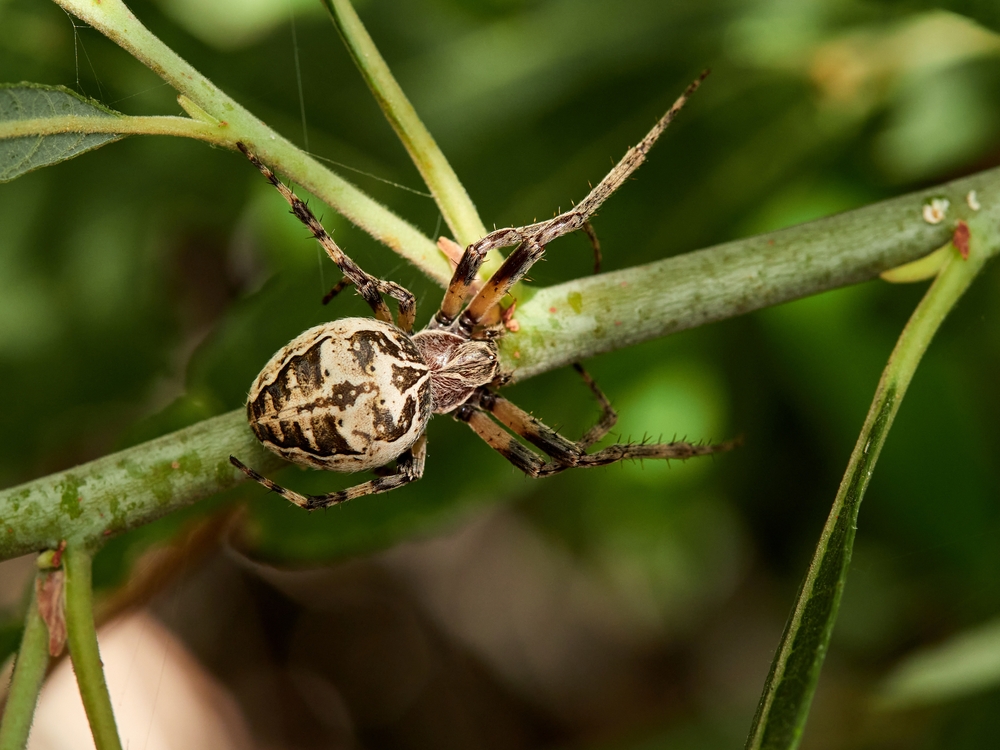 Araneidae