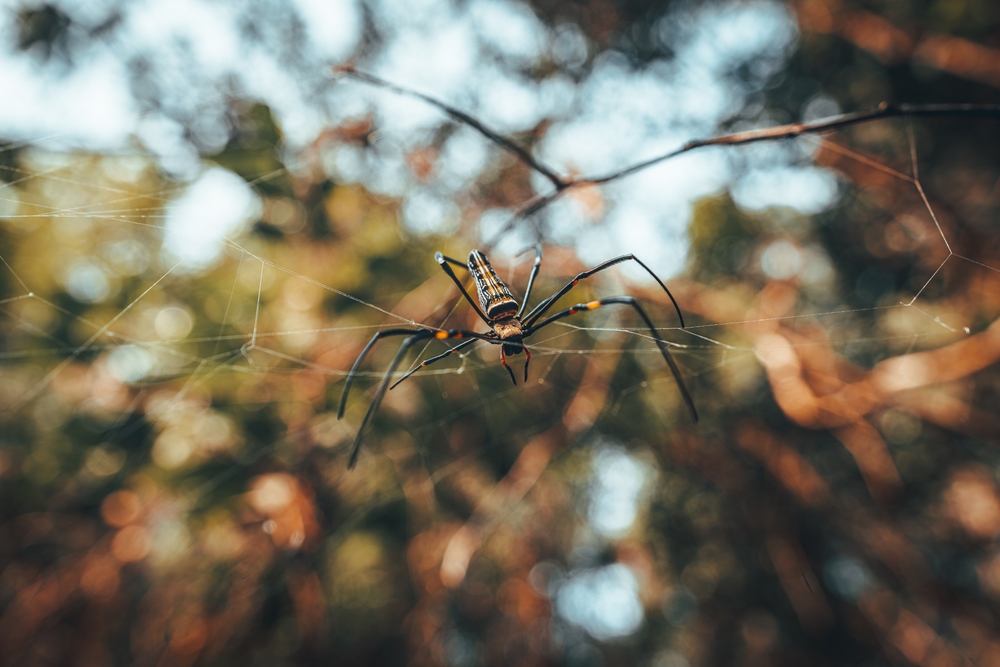 spinne im tropischen dschungel von bali