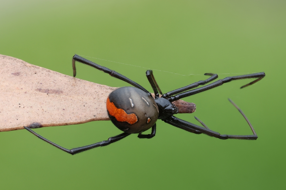Rotrückenspinne