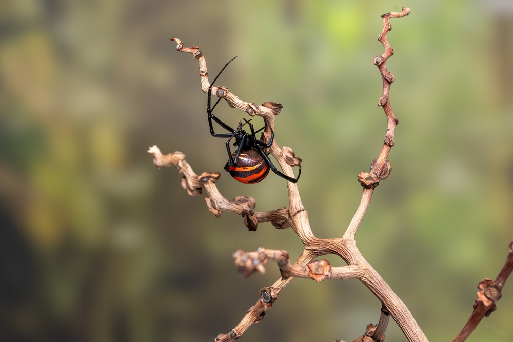 Latrodectus hasselti
