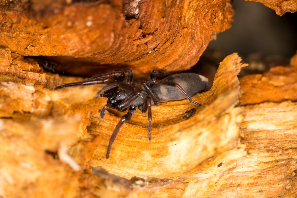 Lampona cylindrata