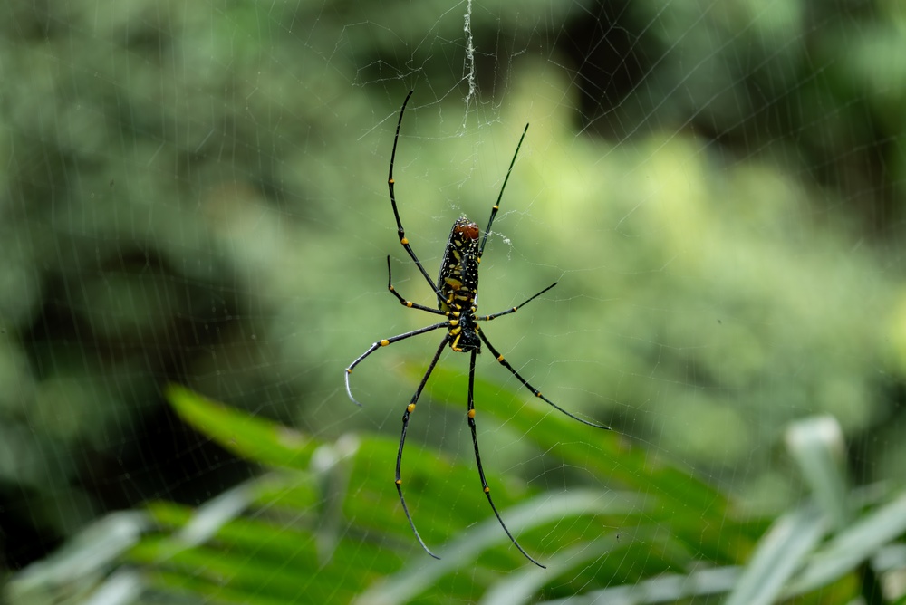Nephila pilipes