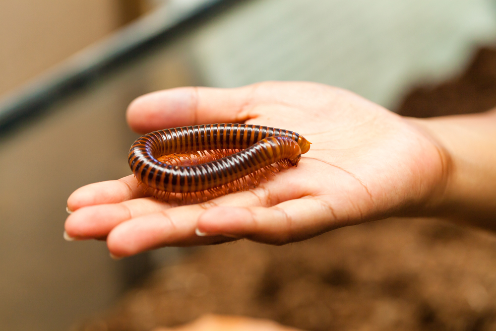 Trigoniulus corallinus