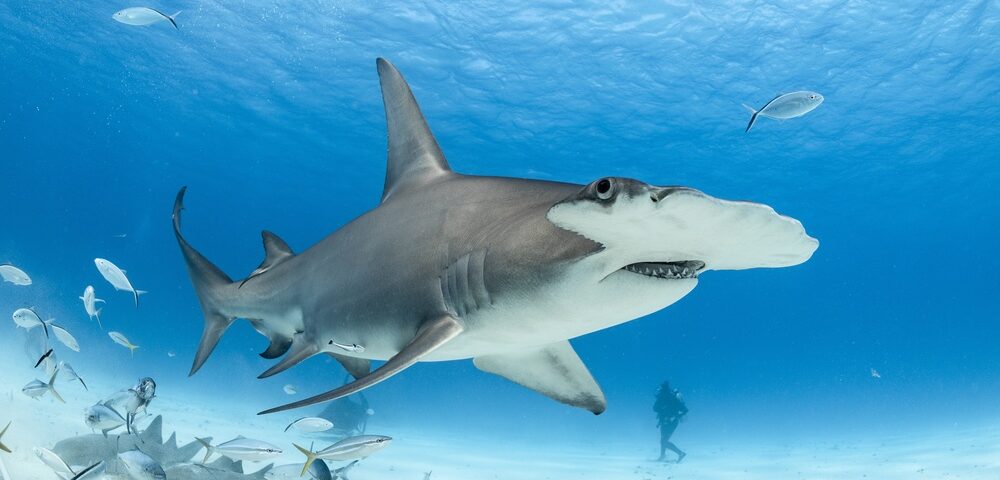 Haie im Wasser
