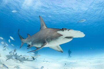 Haie im Wasser